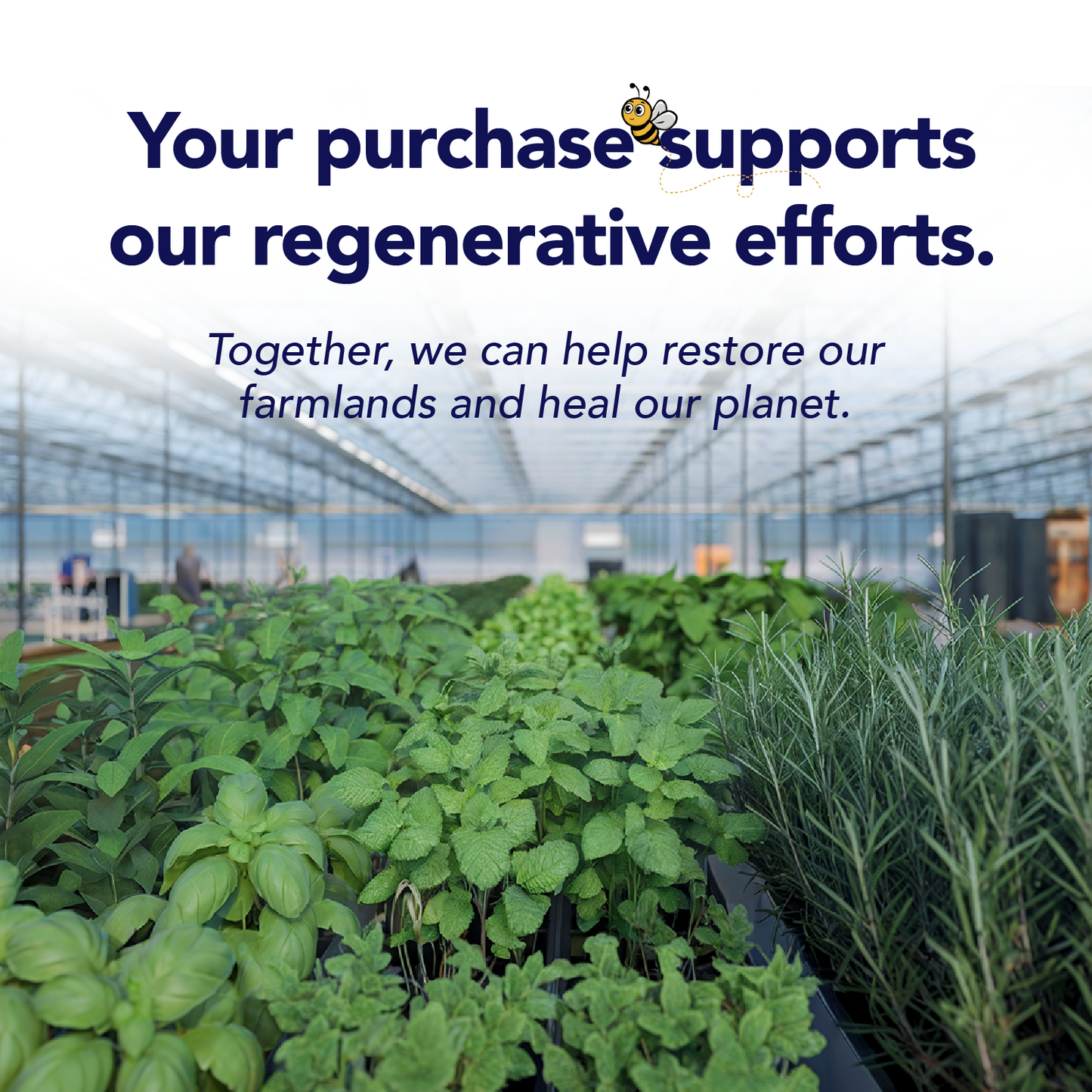 Eye Supplement – Lutein 10mg, Meso-Zeaxanthin 10mg, Zeaxanthin 2mg – Supports Vision | 90 Softgels