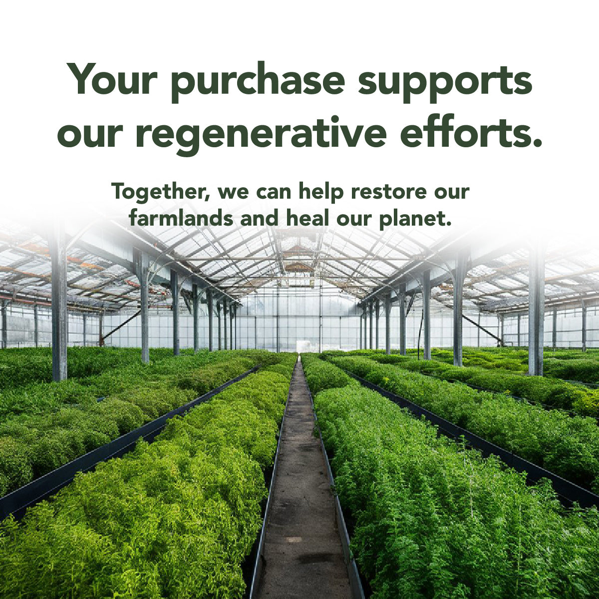 Gut Health - Gas and Bloating Relief, Constipation, Leaky Gut Repair | 60 Capsules