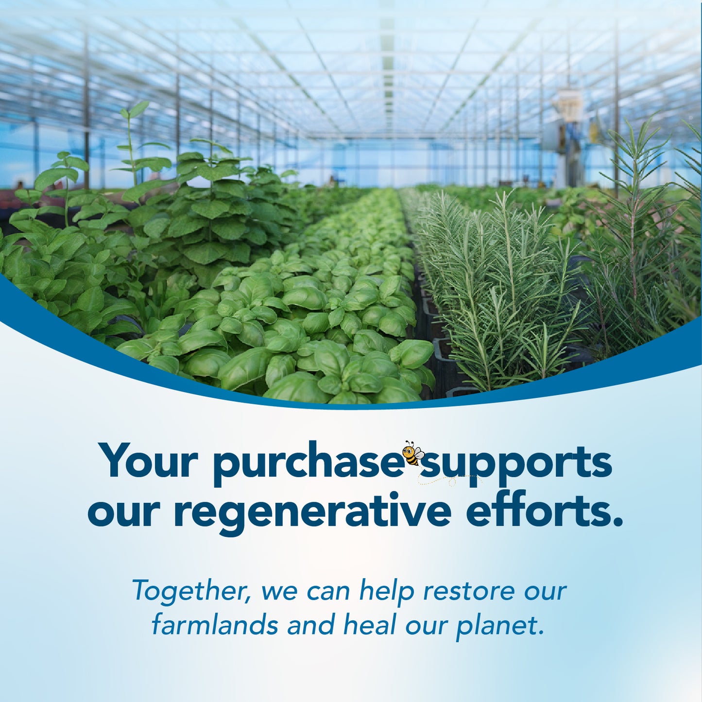 Herbal Bee 5-MTHF Energy, Brain & Mood – Methylated Folate with B6, B12, Riboflavin – Supports Cognitive Health | 90 Capsules